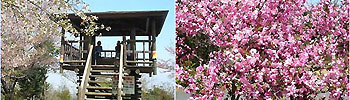 桜の名所、甘南備山